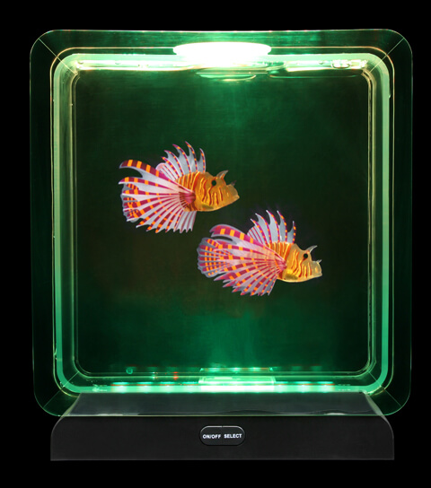 Fish Tank Square – 2 Tropical Fish | Sensory Tools